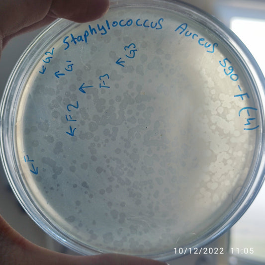 Staphylococcus aureus bacteriophage 152590F