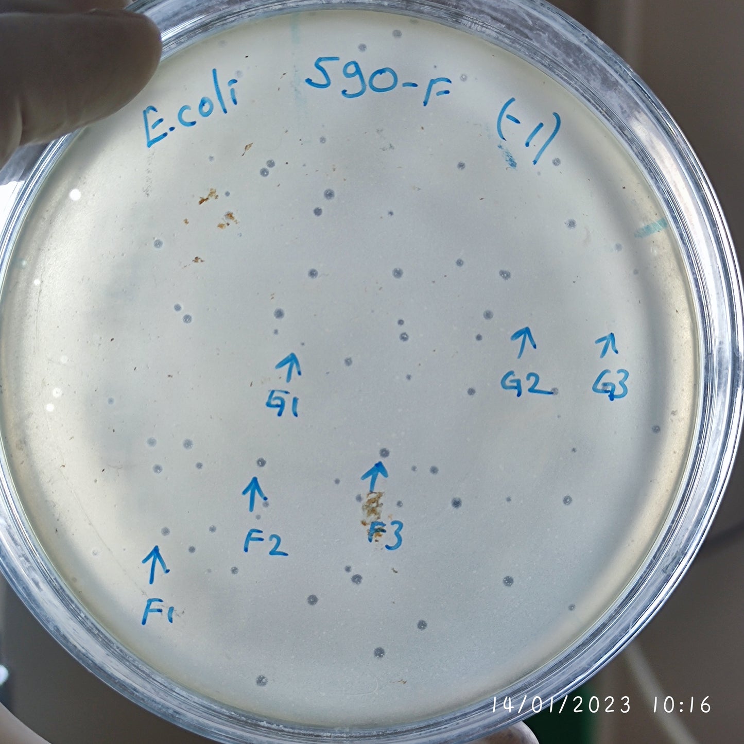 Escherichia coli bacteriophage 100590F