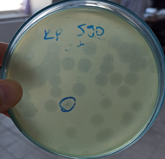 Klebsiella pneumoniae bacteriophage 180590A