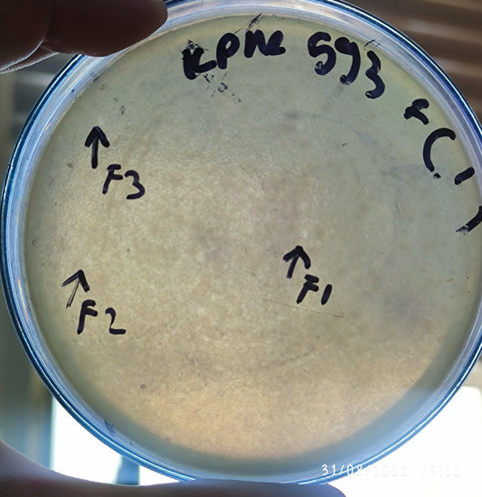 Klebsiella pneumoniae bacteriophage 180593F