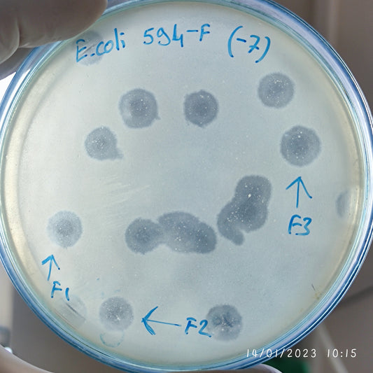 Escherichia coli bacteriophage 100594F