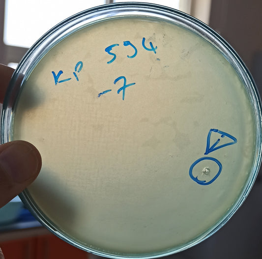 Klebsiella pneumoniae bacteriophage 180594A