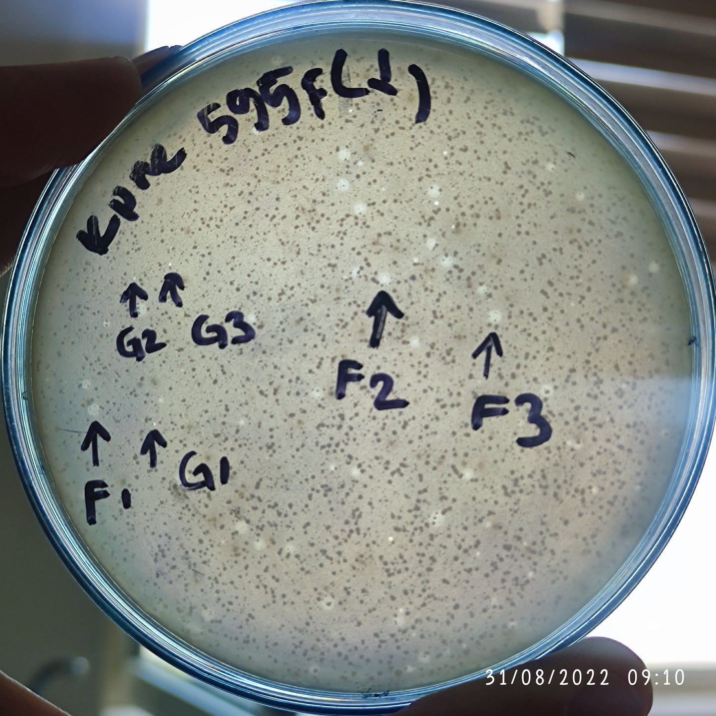 Klebsiella pneumoniae bacteriophage 180595F
