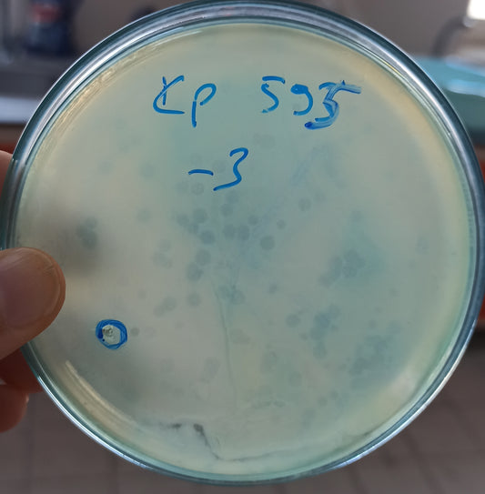 Klebsiella pneumoniae bacteriophage 180595A