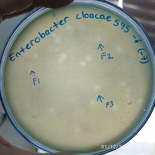 Enterobacter cloacae bacteriophage 200595F