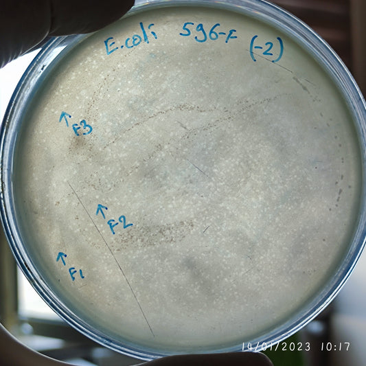 Escherichia coli bacteriophage 100596F