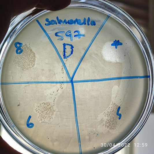 Salmonella bacteriophage 200597D