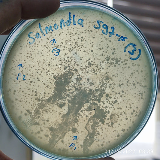 Salmonella bacteriophage 200597F