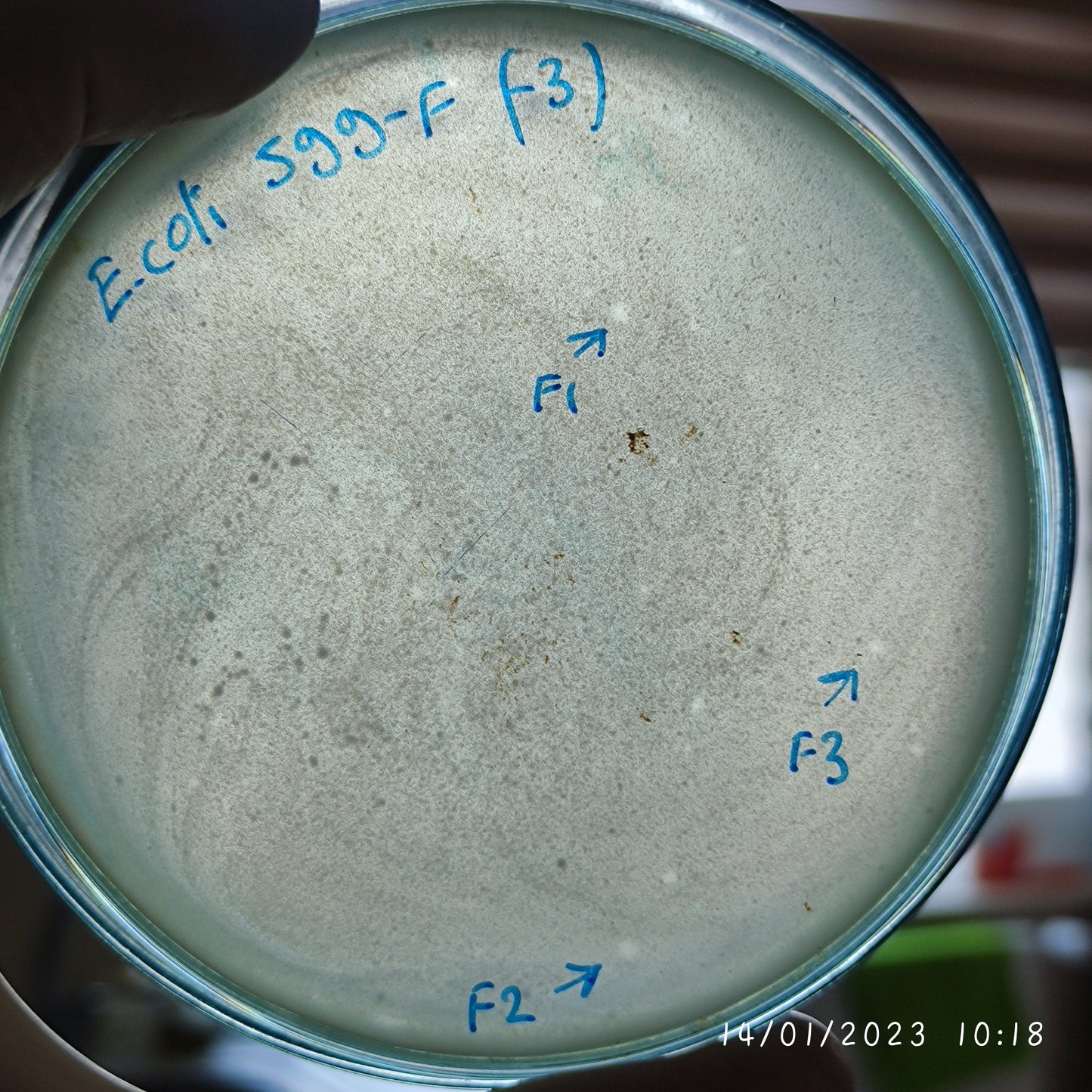 Escherichia coli bacteriophage 100599F