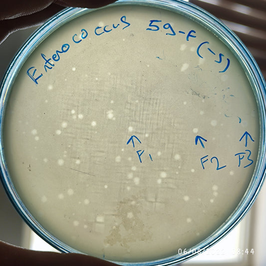 Enterococcus faecalis bacteriophage 110059F