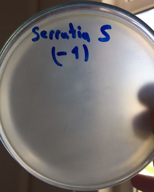 Serratia marcescens bacteriophage 200069A