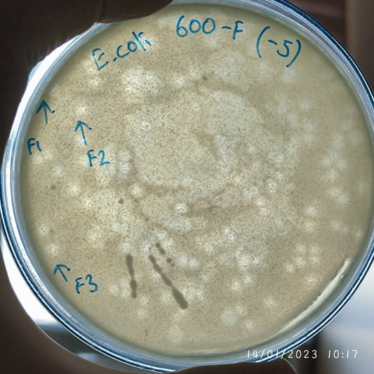 Escherichia coli bacteriophage 100600F