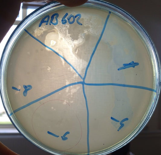 Acinetobacter baumannii bacteriophage 120602A