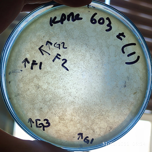 Klebsiella pneumoniae bacteriophage 180603F