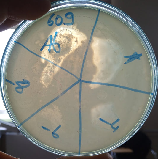 Acinetobacter baumannii bacteriophage 120609A