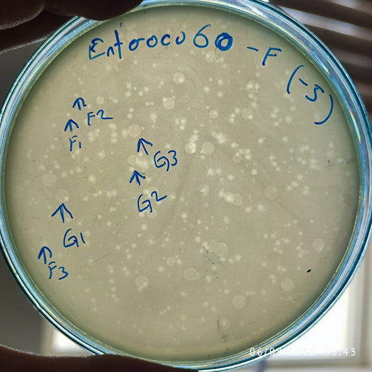 Enterococcus faecalis bacteriophage 110060G