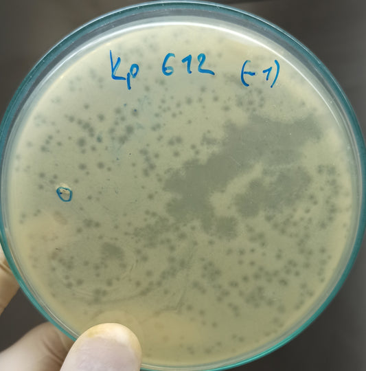 Klebsiella pneumoniae bacteriophage 180612A