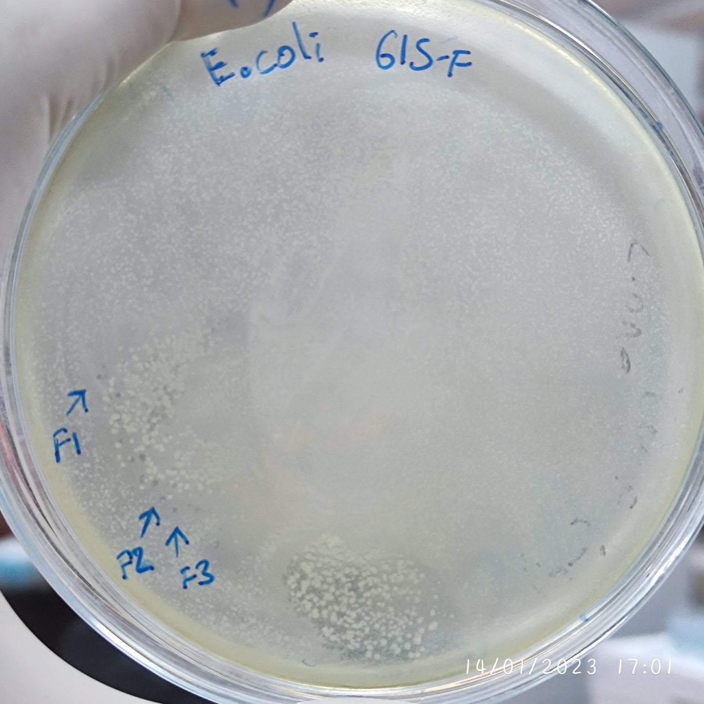 Escherichia coli bacteriophage 100615F