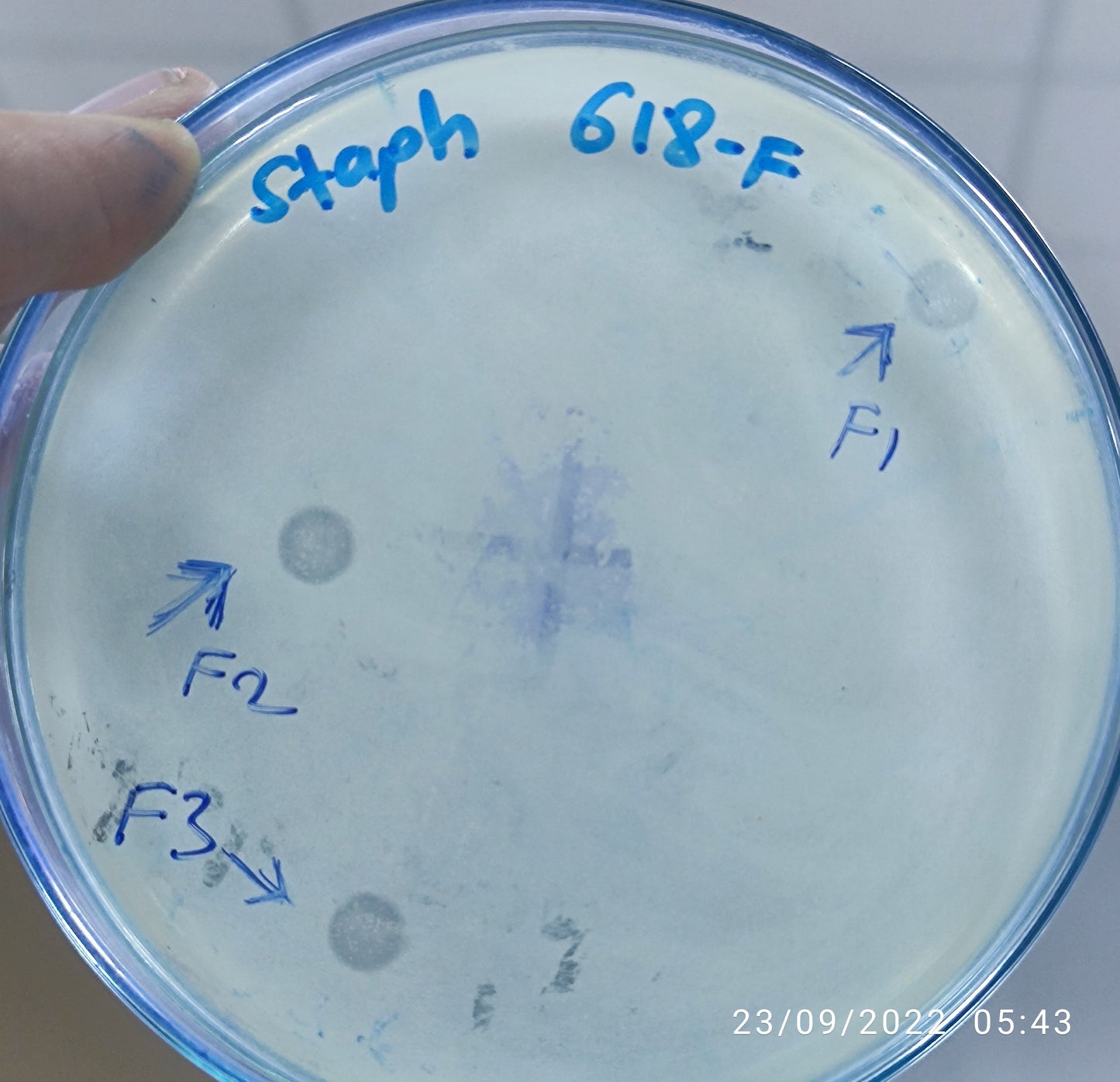 Staphylococcus aureus bacteriophage 152618F