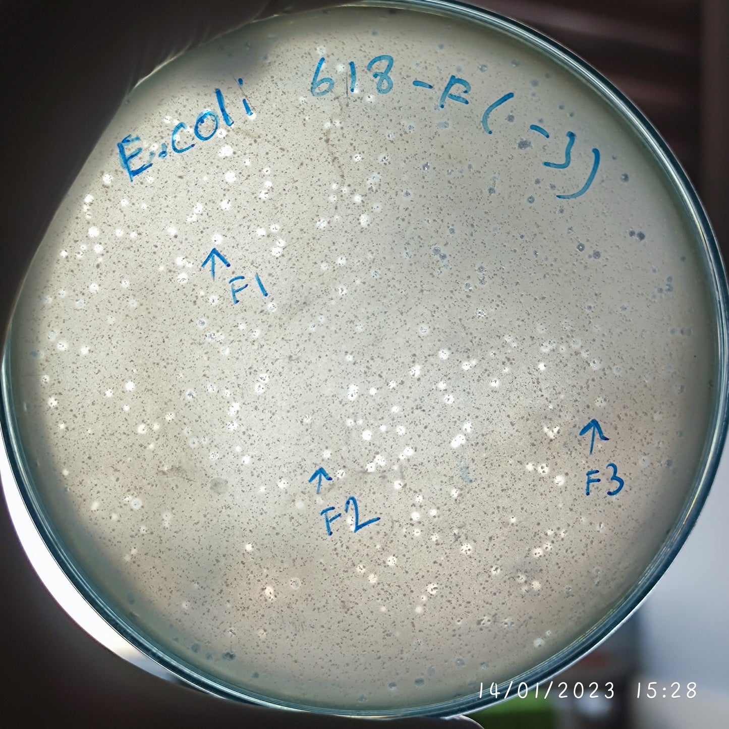 Escherichia coli bacteriophage 100618F