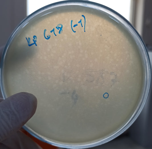 Klebsiella pneumoniae bacteriophage 180618A