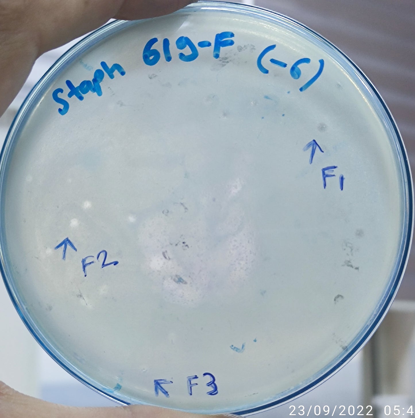 Staphylococcus aureus bacteriophage 152619F