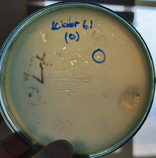 Klebsiella aerogenes bacteriophage 188061D