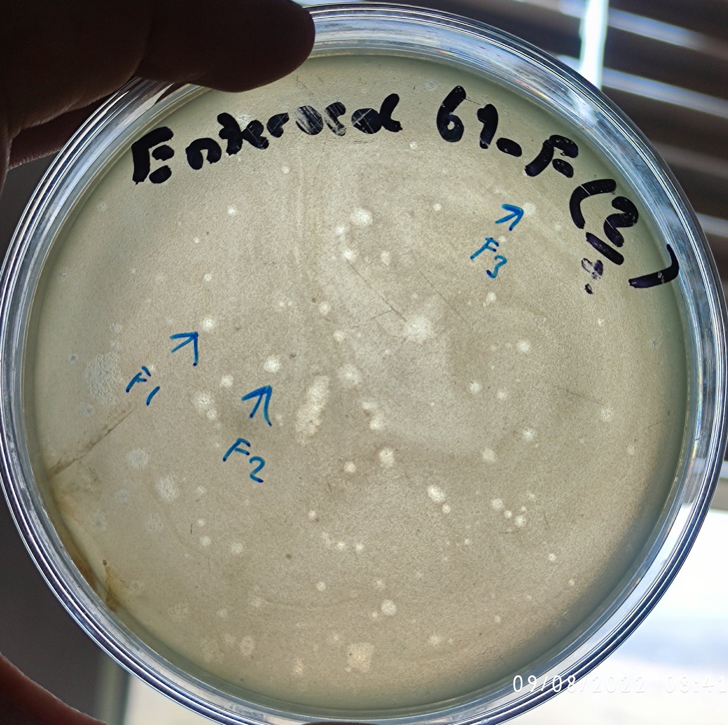 Enterococcus bacteriophage 110061F