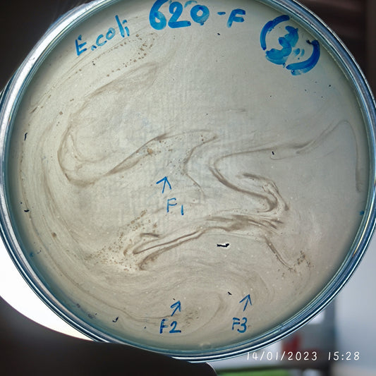 Escherichia coli bacteriophage 100620F