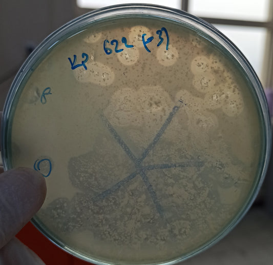 Klebsiella pneumoniae bacteriophage 180622A