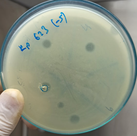 Klebsiella pneumoniae bacteriophage 180623A