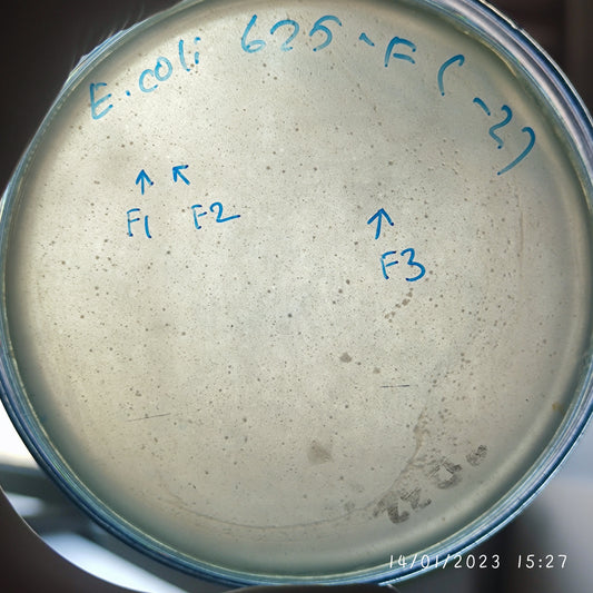 Escherichia coli bacteriophage 100625F