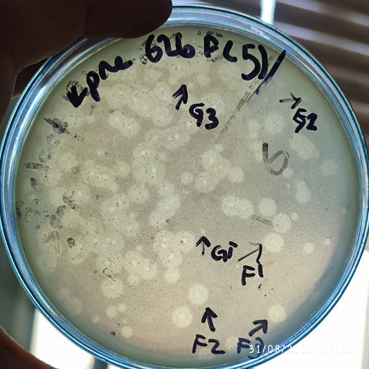 Klebsiella pneumoniae bacteriophage 180626G