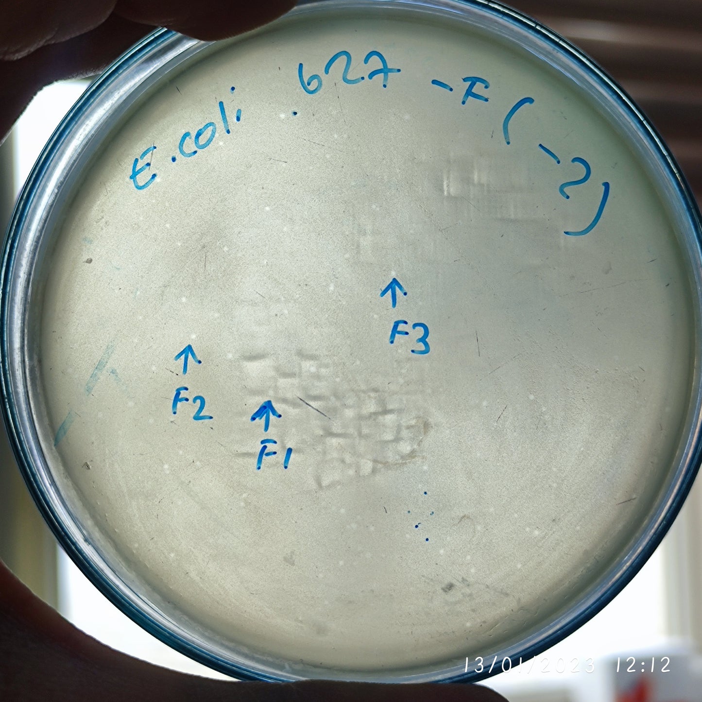 Escherichia coli bacteriophage 100627F