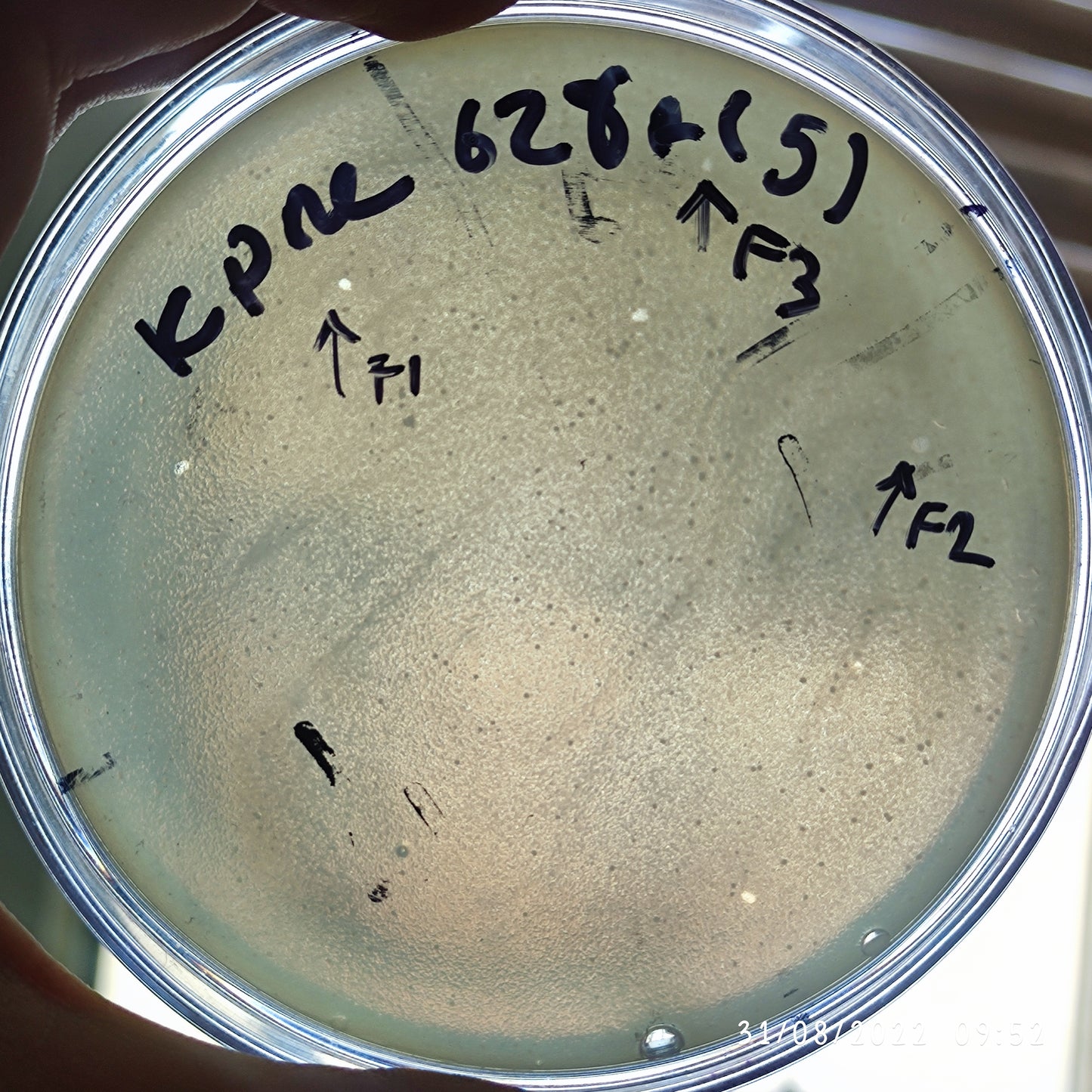 Klebsiella pneumoniae bacteriophage 180628F