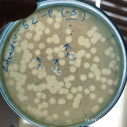 Enterococcus bacteriophage 110062F