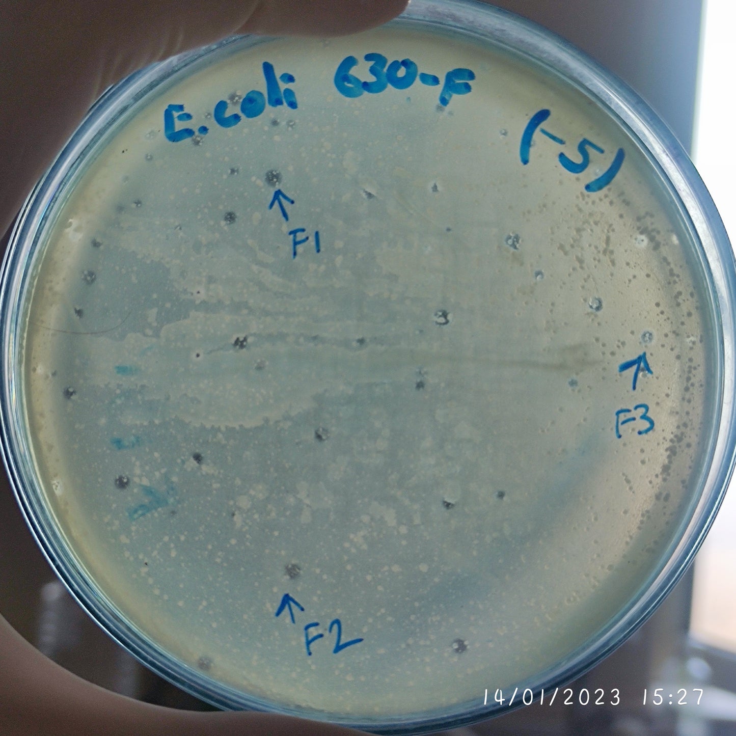 Escherichia coli bacteriophage 100630F