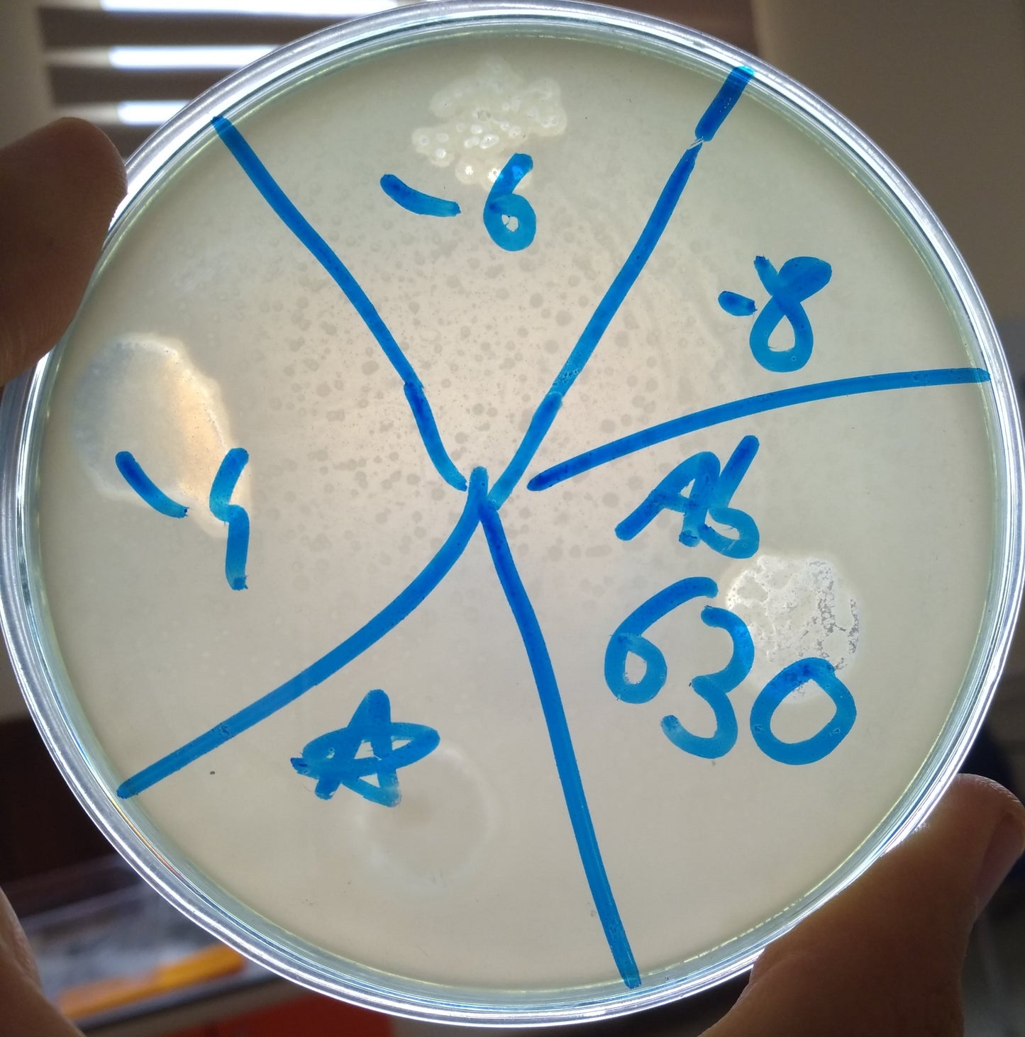 Acinetobacter baumannii bacteriophage 120630A