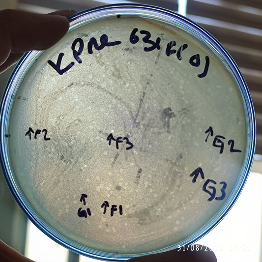 Klebsiella pneumoniae bacteriophage 180631G