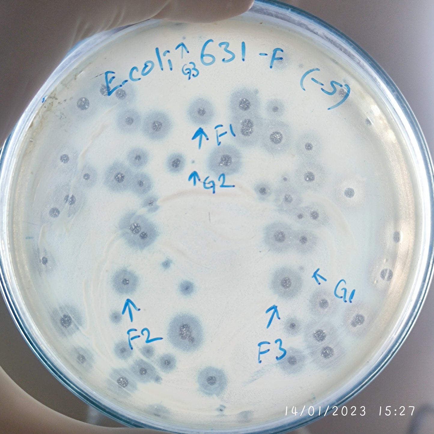 Escherichia coli bacteriophage 100631G