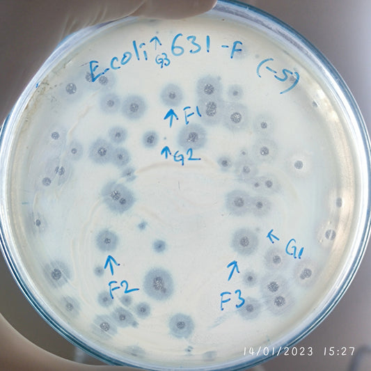 Escherichia coli bacteriophage 100631G