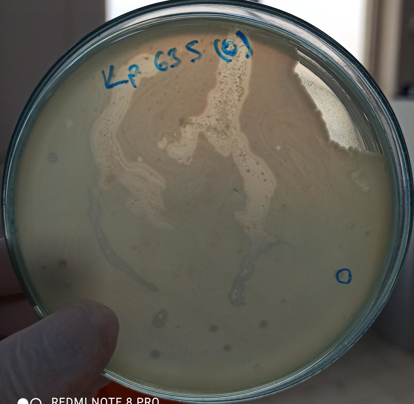 Klebsiella pneumoniae bacteriophage 180635A