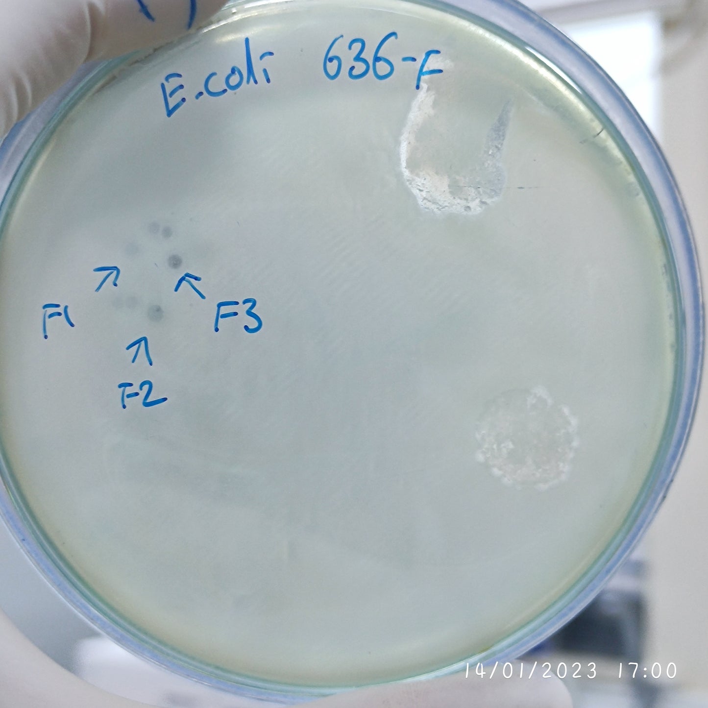 Escherichia coli bacteriophage 100636F