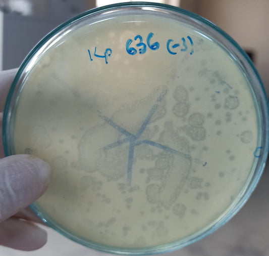 Klebsiella pneumoniae bacteriophage 180636A