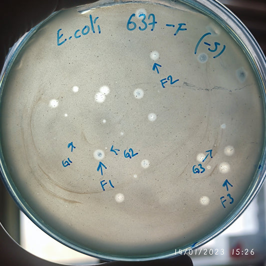 Escherichia coli bacteriophage 100637G