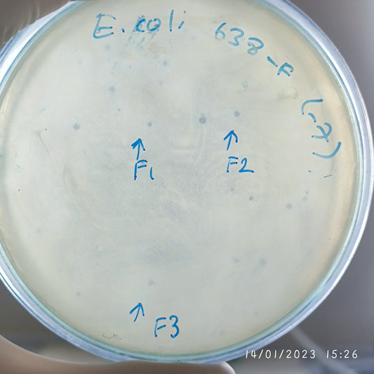 Escherichia coli bacteriophage 100638F