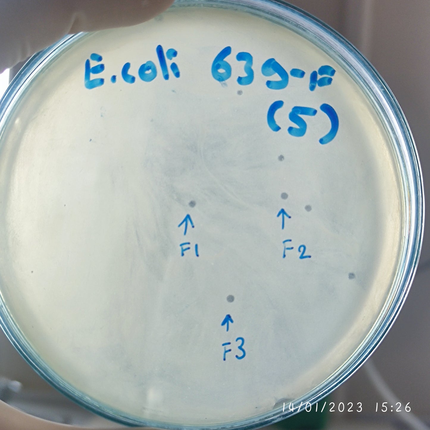 Escherichia coli bacteriophage 100639F