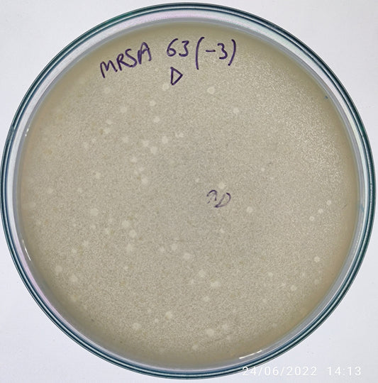 Staphylococcus aureus bacteriophage 150063D