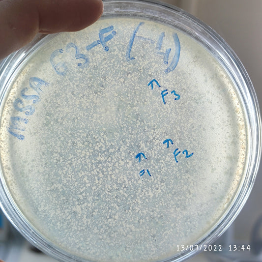 Staphylococcus aureus bacteriophage 152063F