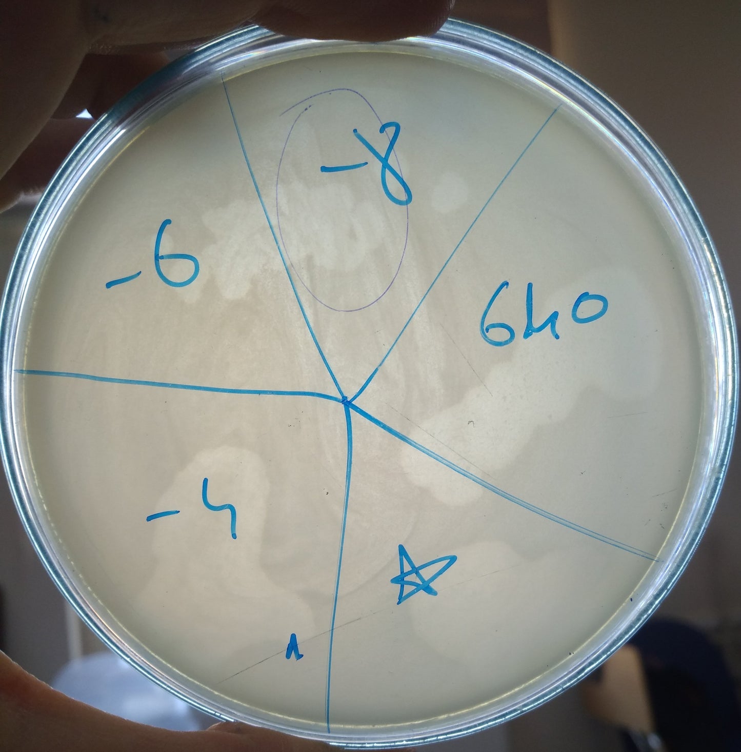 Acinetobacter baumannii bacteriophage 120640A